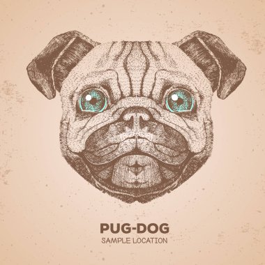 Retro Hipster hayvan pug-köpek. El pug köpek namlu çizimi