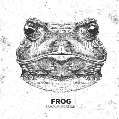 Hipster hayvan kurbağa. El çizim namlu kurbağa