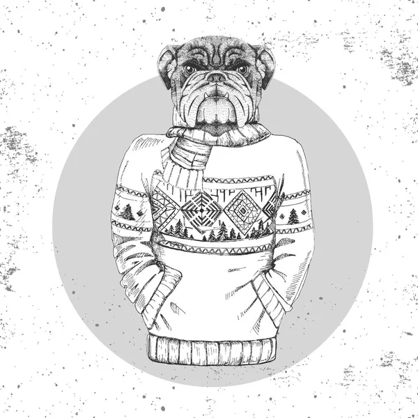 Retro Hipster moda hayvan bulldog kazak içinde giyinmiş. 