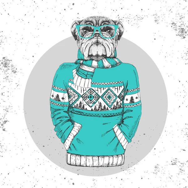 Retro Hipster fashion animal bulldog dressed up in pullover. — Stock Vector