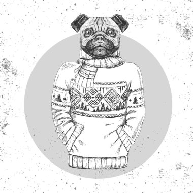 Retro Hipster moda hayvan pug-kazak içinde giyinmiş köpek. 