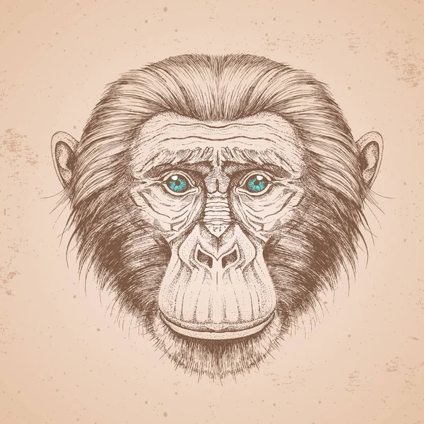 Hipsterská zvířecí opice. Ruční kresba Tlama šimpanze — Stockový vektor
