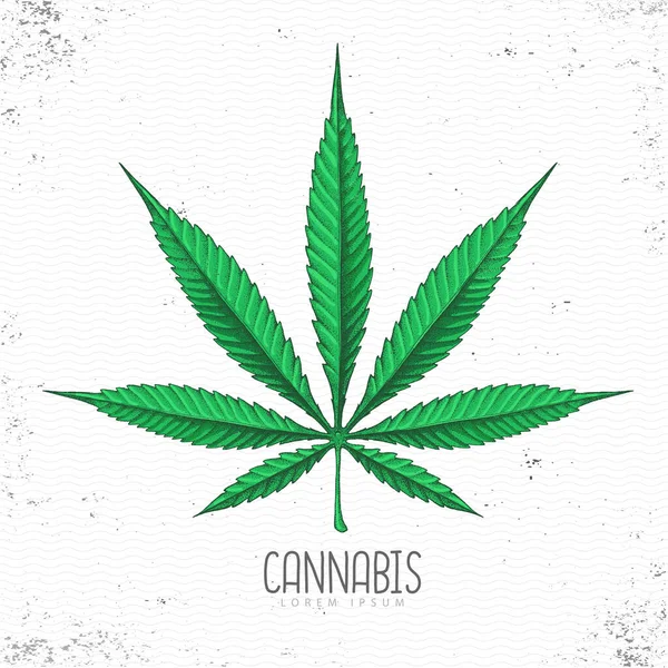 Realistic Hand Drawing Cannabis Leaf Silhouette Grunge Background Vector Illustration — Stock Vector