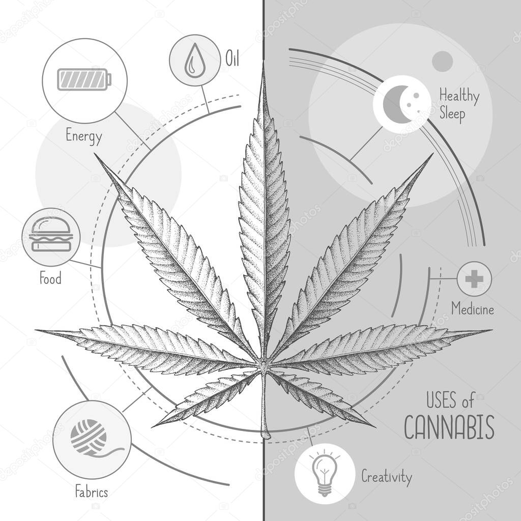 Hand drawing realistic illustration of cannabis leaf. Many uses of cannabis. Infographic