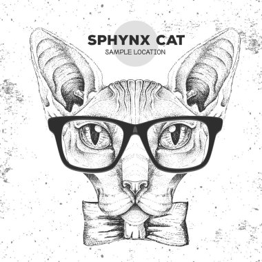 Sfenks kedisinin hippi hayvan kafası. Sfenks kedisinin el çizimi ağzı