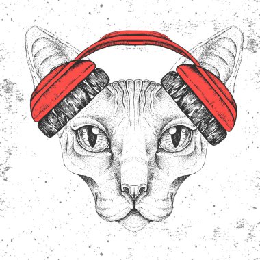 Kulaklıklı hippi hayvan sfenks kedisi. Hayvan kedi ağızlığı.