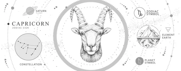 现代魔法卡与占星术摩羯座黄道带星座 现实的手绘羊头或鹿头 黄道带特征 — 图库矢量图片