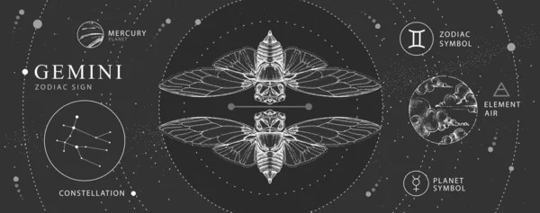 현대의 점성술 제미니 황도대 별자리 그리는 나비나 매미의 삽화입니다 십이궁의 — 스톡 벡터