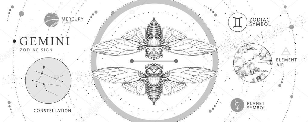 Modern magic witchcraft card with astrology Gemini zodiac sign. Realistic hand drawing butterfly or cicada illustration. Zodiac characteristic