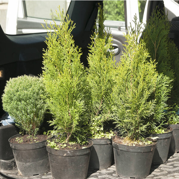 Хвойные деревья в горшках в багажнике автомобиля
