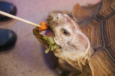 Hayvanat bahçesinde beslenme büyük kaplumbağaları