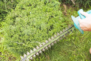 Budama bitkiler kapatın. Profesyonel bahçıvan budama iğne yapraklılar