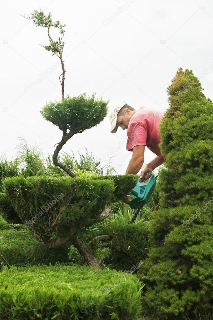 Pruning Plants Close Up. Professional Gardener Pruning conifers
