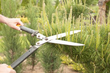 Budama bitkiler kapatın. Profesyonel bahçıvan budama iğne yapraklılar