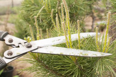 Budama bitkiler kapatın. Profesyonel bahçıvan budama iğne yapraklılar