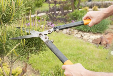 Budama bitkiler kapatın. Profesyonel bahçıvan budama iğne yapraklılar