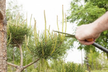 Budama bitkiler kapatın. Profesyonel bahçıvan budama iğne yapraklılar