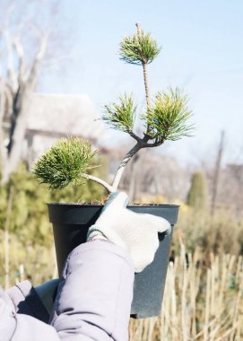 Budama bitkiler kapatın. Profesyonel bahçıvan budama iğne yapraklılar