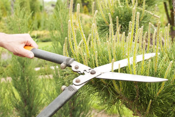 Beschneidungsanlagen schließen sich. Profi-Gärtner schneidet Nadelbäume — Stockfoto