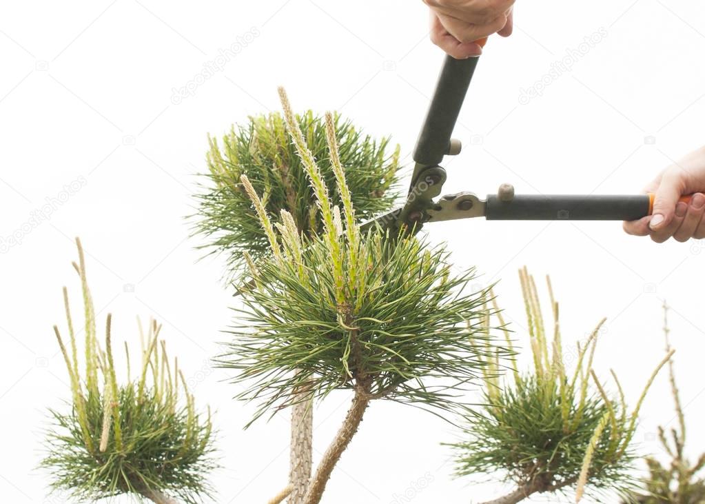 Pruning Plants Close Up. Professional Gardener Pruning conifers