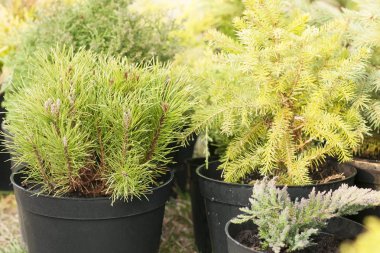 İğne yapraklılar tencere tencere odasında nurseryconiferous ağaçlarında Satılık hazır mısınız