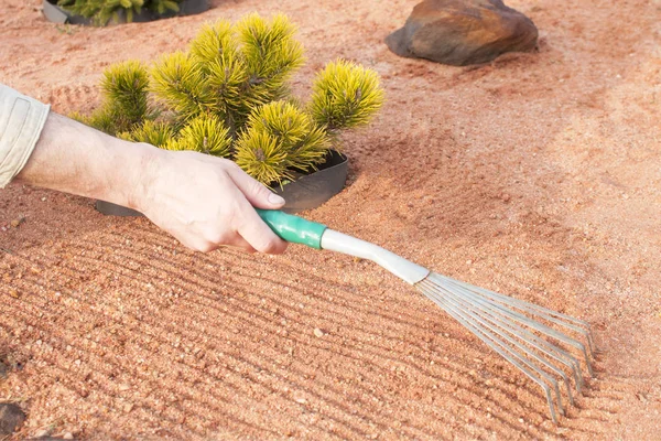 The gardener takes care of coniferous plants, the work of rake in a coniferous Mixborder with sand