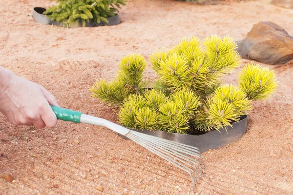The gardener takes care of coniferous plants, the work of rake in a coniferous Mixborder with sand