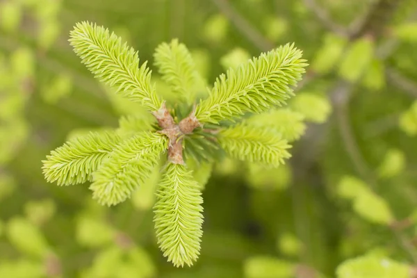 Fresh green spruce shoots. Young shoots of spruce trees in the spring. — Stock Photo, Image