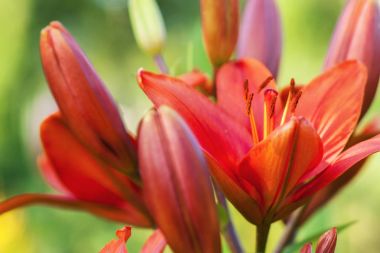 Turuncu çiçek açan lily tomurcukları, yakın çekim