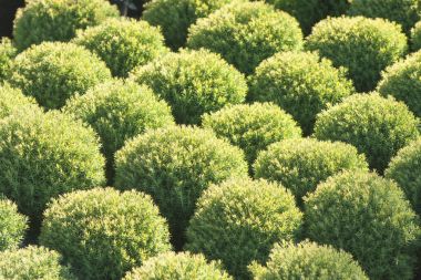 Bahçe tencere odasında iğne yapraklı bitkiler