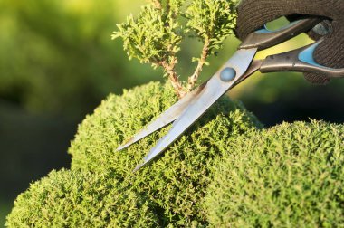 Budama bitkiler. Profesyonel bahçıvan budama iğne yapraklılar