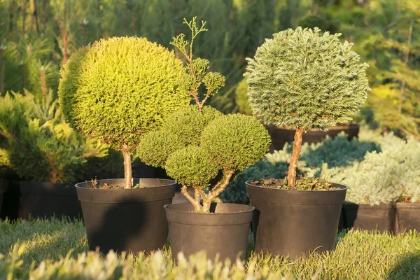 Tencere, iğne yapraklı bitkiler bitkilerin profesyonel budama