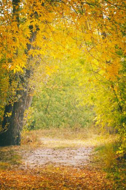 Güzel sonbahar orman manzara orman yolu