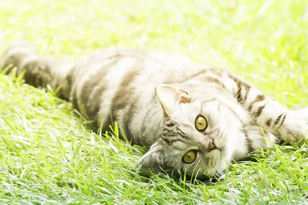 Piękny kot rozłożony na zielonej trawie — Zdjęcie stockowe