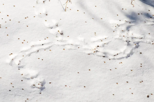 Traces of mice in the snow, drifts