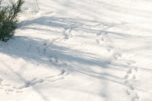 Traces of mice in the snow, drifts