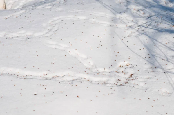 Traces de souris dans la neige, dérives — Photo