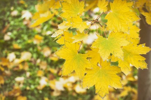 Çimlerin üzerine düşen sonbahar yaprakları