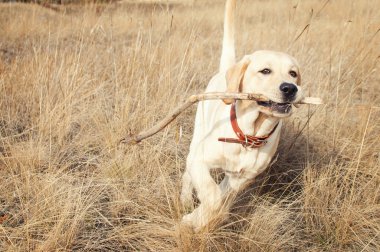 Labrador Retriever alanında çimenlerin üzerinde çalışır.