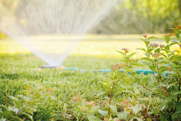 Watering the lawn with a sprinkler — Stock Photo, Image