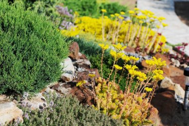 Bahçedeki alp bir tepede baharda çiçek açan bahçede