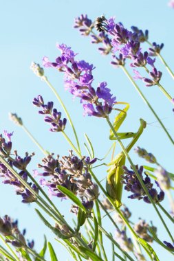 Lavanta çiçekleri üzerinde yeşil bir peygamber devesi