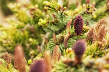 Genç koni iğne yapraklı Bahar, bahçedeki