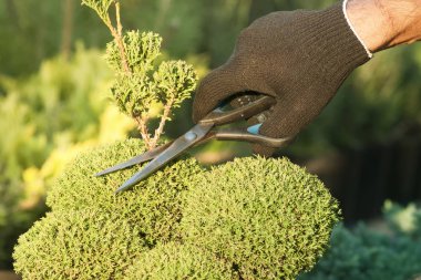 Budama bitkiler. Profesyonel bahçıvan budama iğne yapraklılar
