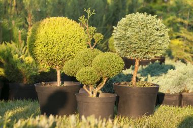 Tencere, iğne yapraklı bitkiler bitkilerin profesyonel budama