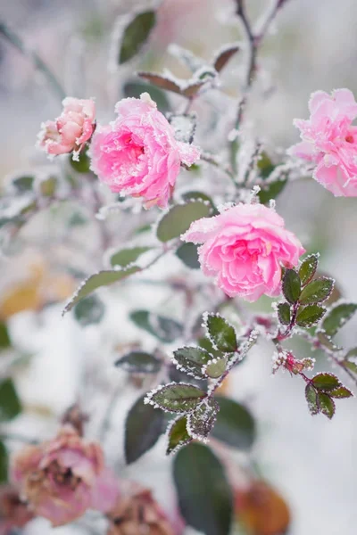 Floraison de roses roses sous la neige, vintage, couleurs pastel — Photo