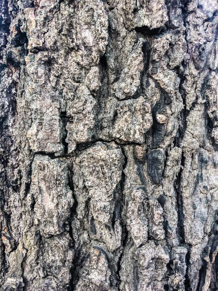 Bark is wither and rupture in winter — Stock Photo, Image