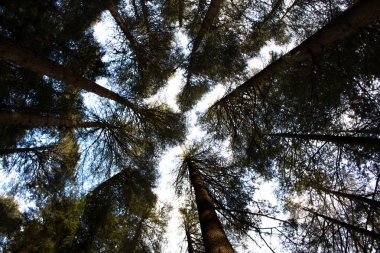 Çam ağaçları görünümünde kadar uzun büyümek. Bir ormanda