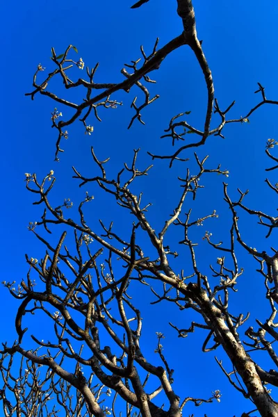 Träd utan löv blå himmel bakgrund — Stockfoto