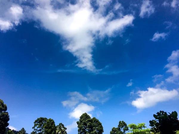 Céu azul e árvores Bela natureza — Fotografia de Stock